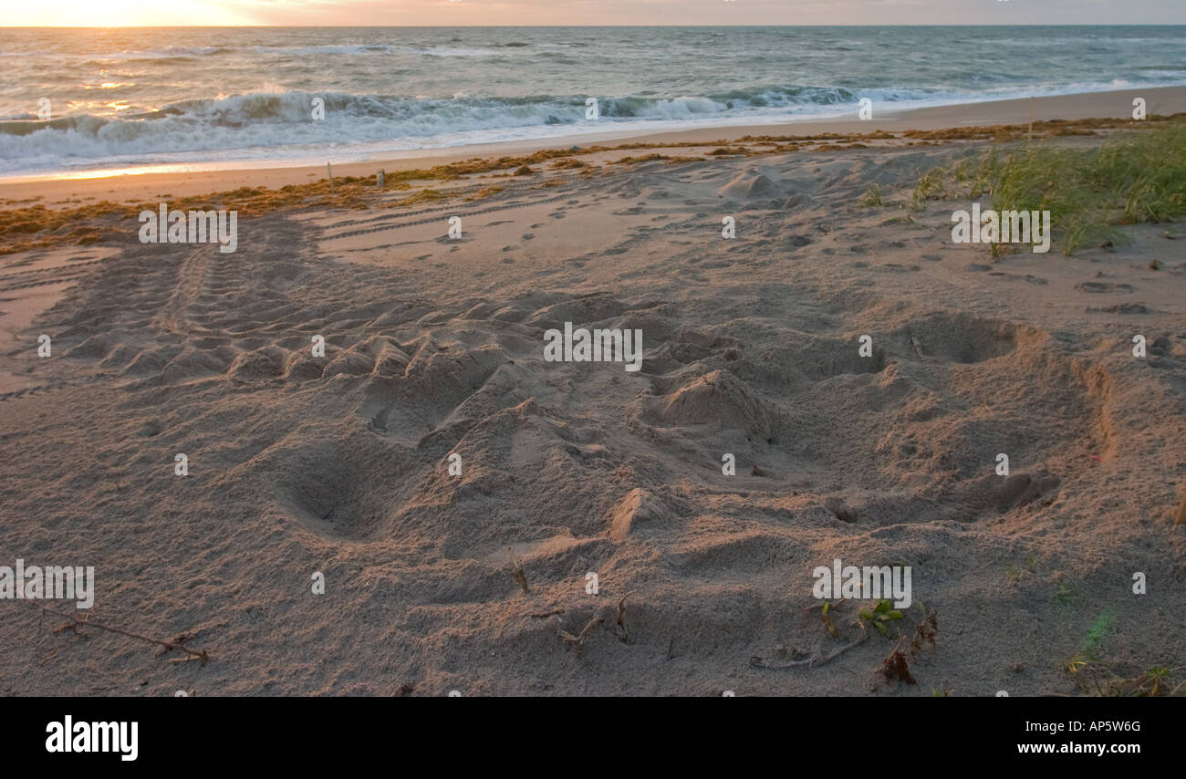 Tortue luth nichent le long d'une plage de Floride Banque D'Images