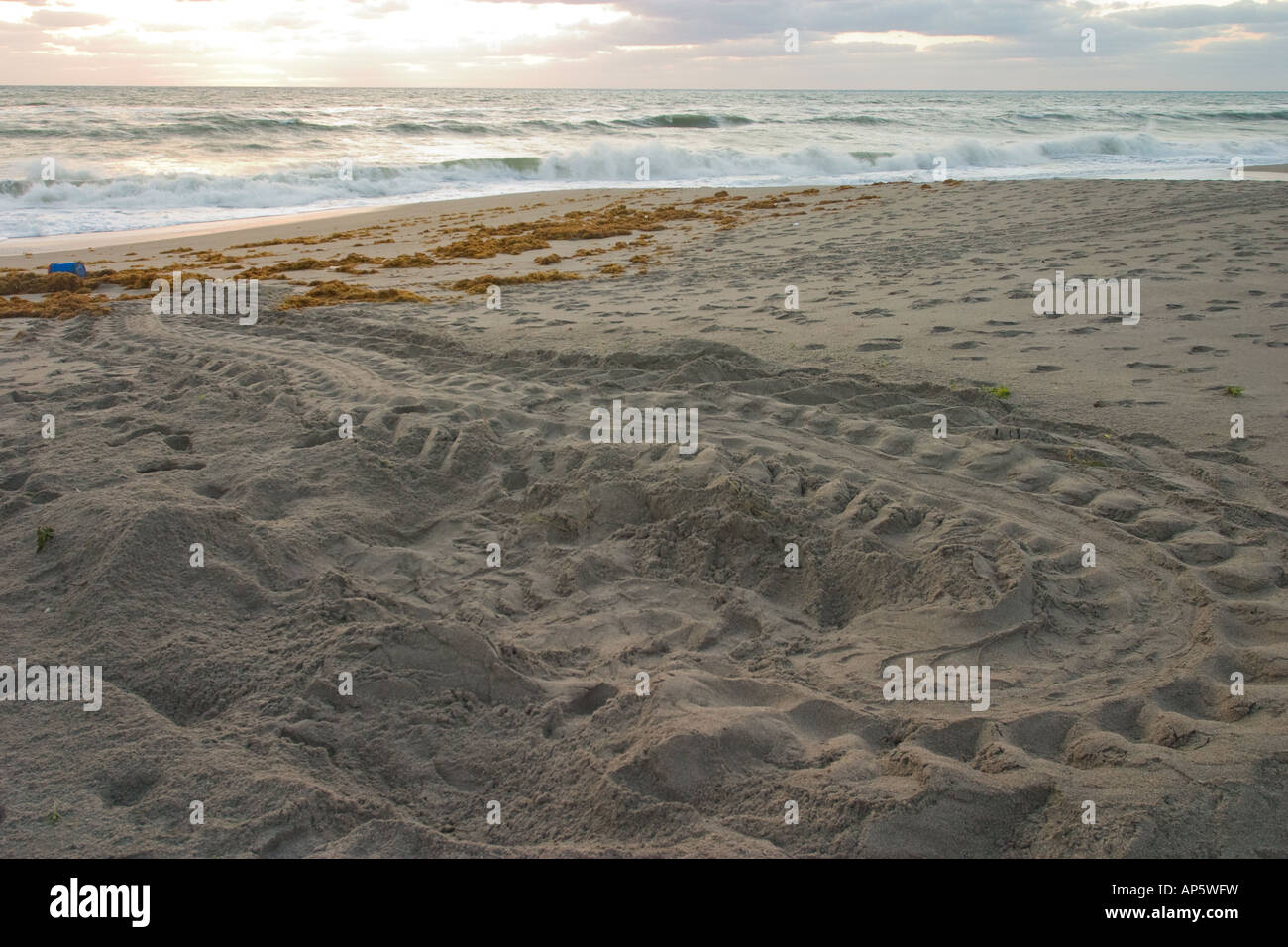 Tortue luth nichent le long d'une plage de Floride Banque D'Images