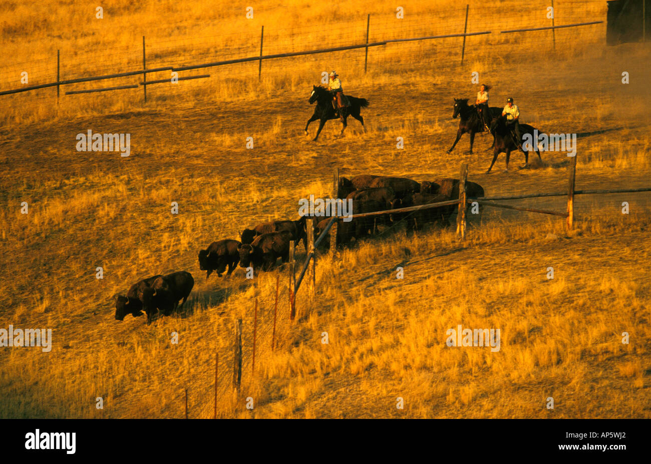 National Bison Range Bison annuelle Round-up près de Moiese Montana Banque D'Images