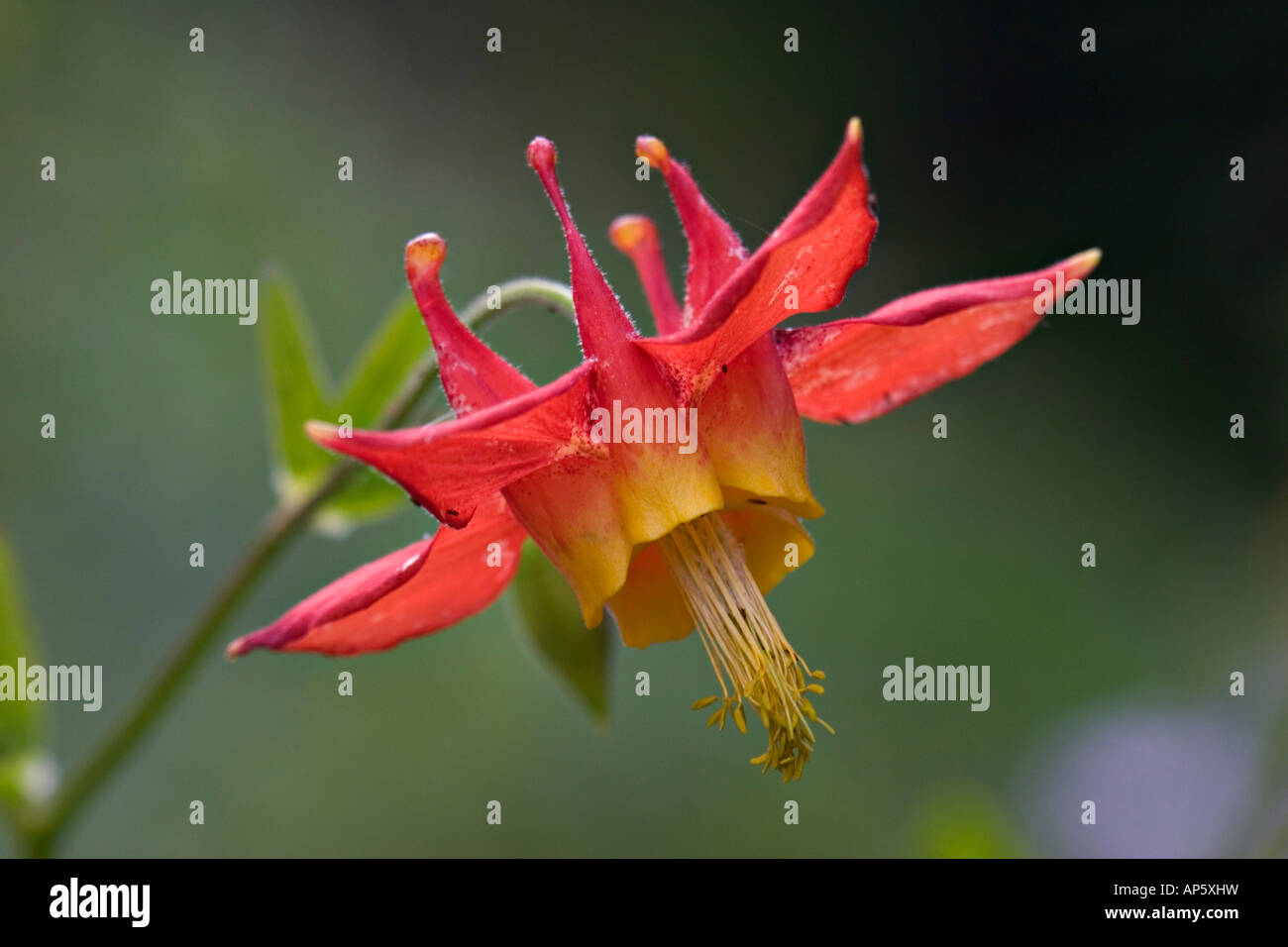 Colombine Lily Banque D'Images