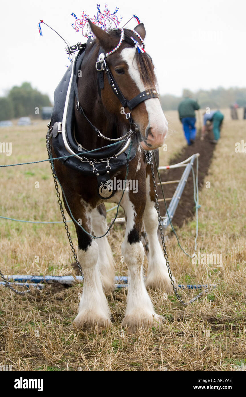 Shire Horse cheval et charrue à labourer la concurrence Banque D'Images