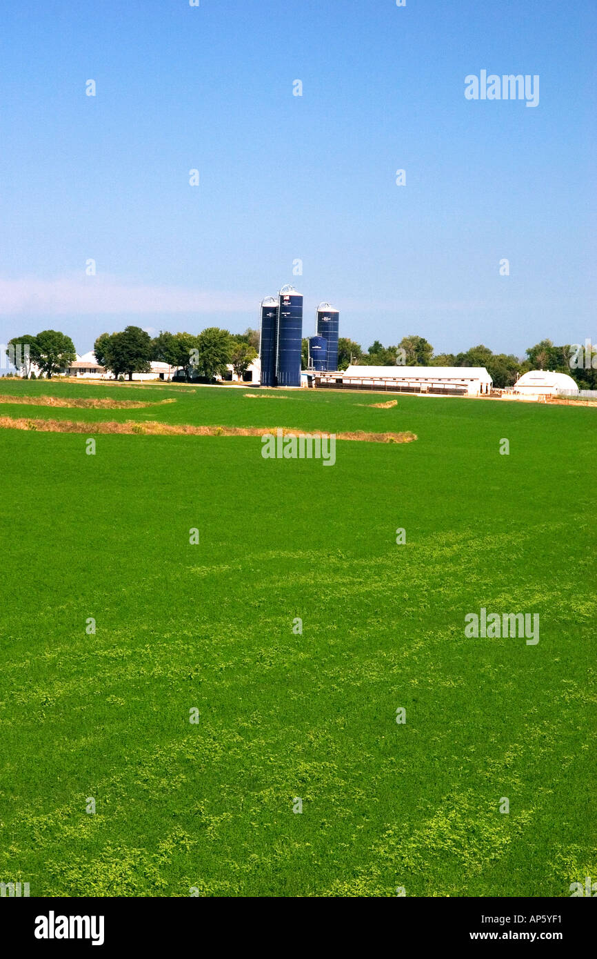 Silo à grains et champ de luzerne dans l'est du Nebraska Banque D'Images