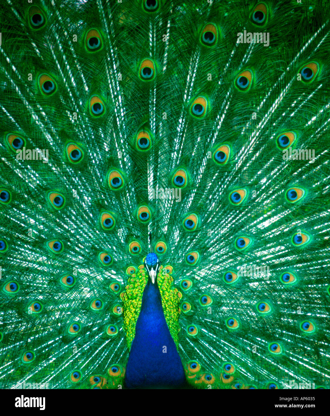Peacock dans tout l'affichage Banque D'Images