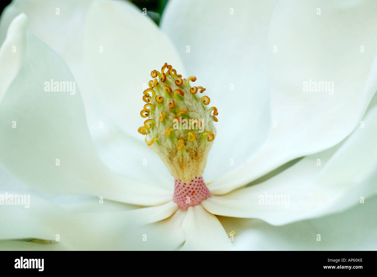 Fleur de Magnolia grandiflora Banque D'Images