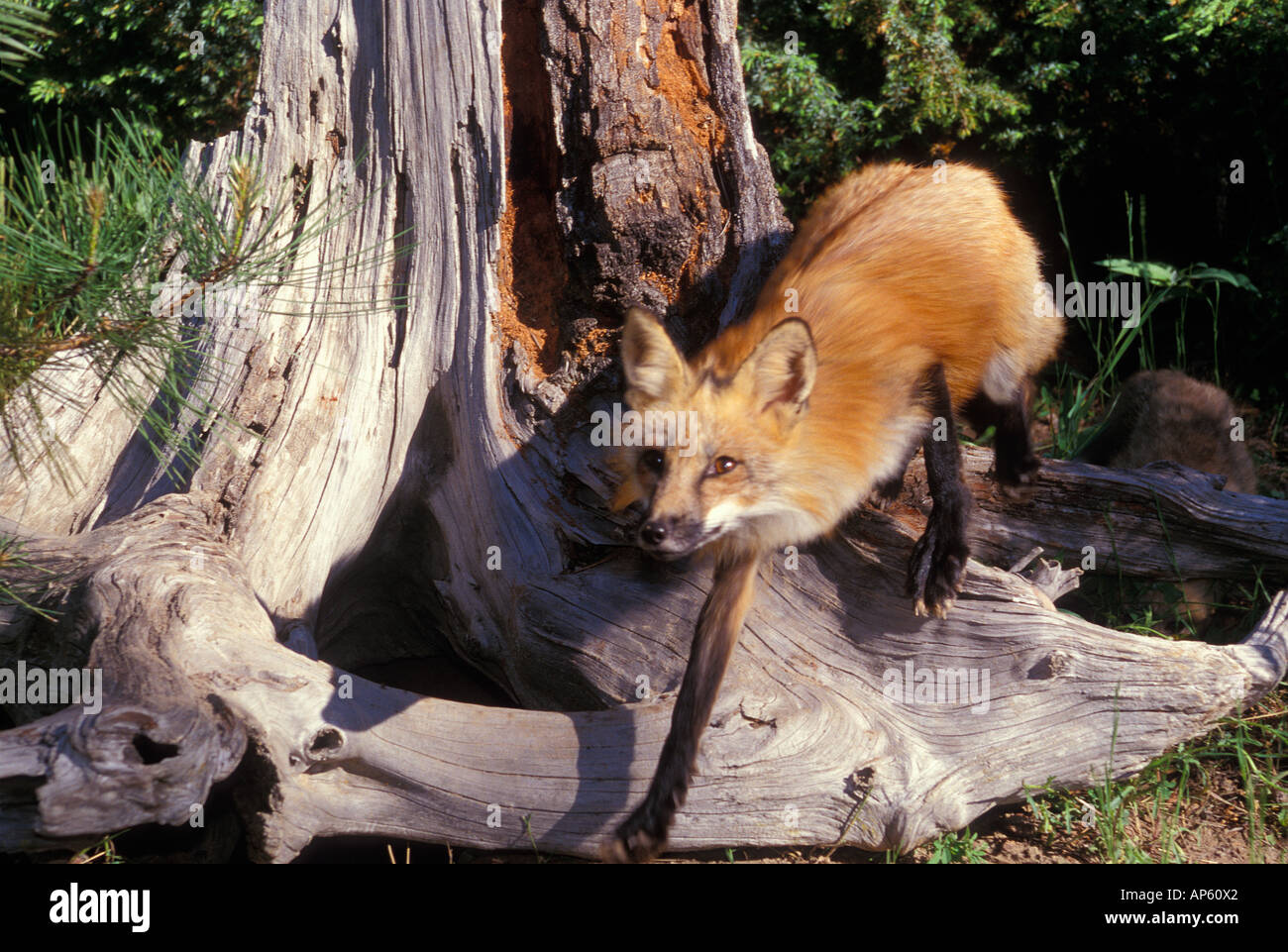 Un renard roux marcher attentivement la nature sauvage du Montana. Banque D'Images