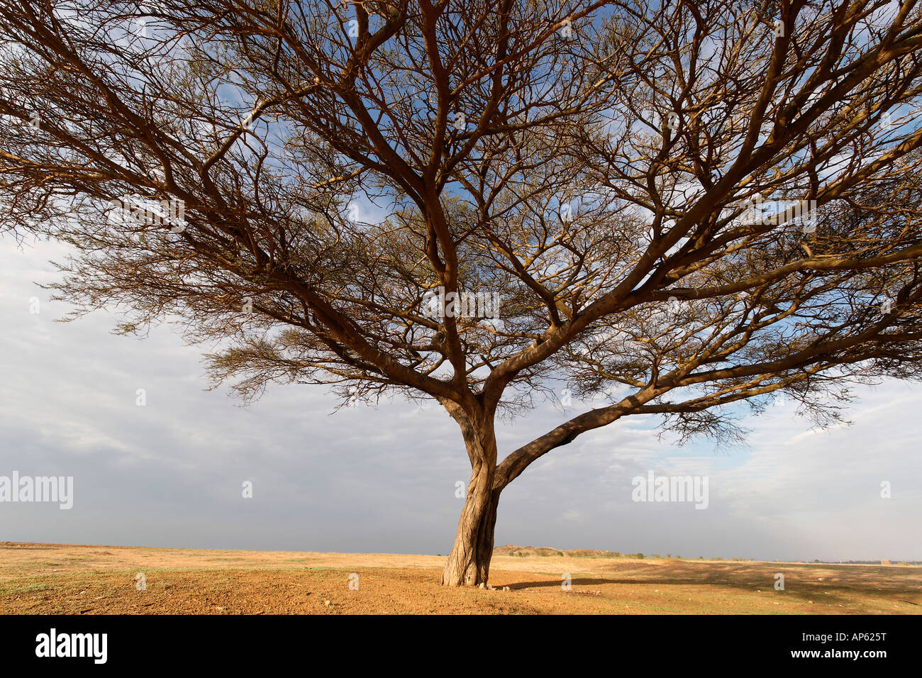 Israël Acacia Raddiana arbre dans le désert du Néguev Photo Stock - Alamy