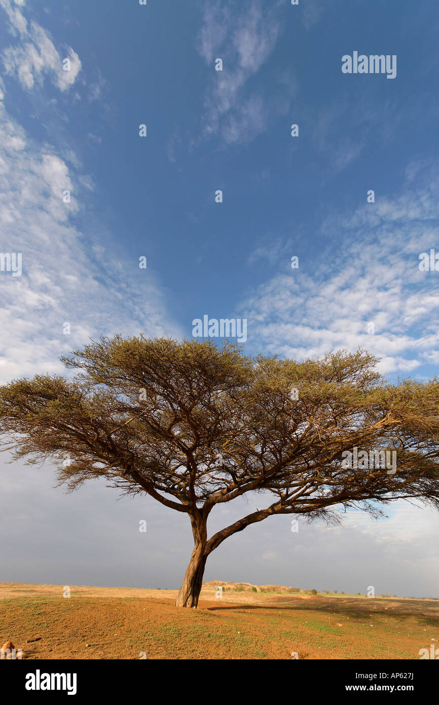 Israël Acacia Raddiana arbre dans le désert du Néguev Photo Stock - Alamy