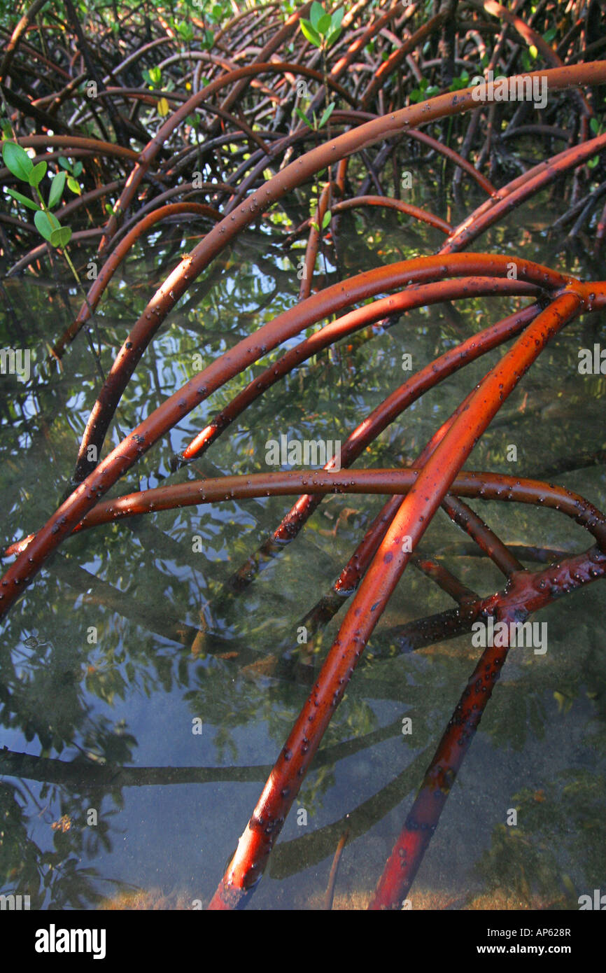 Arbres de mangrove dans un estuaire à marée à Fidji Banque D'Images