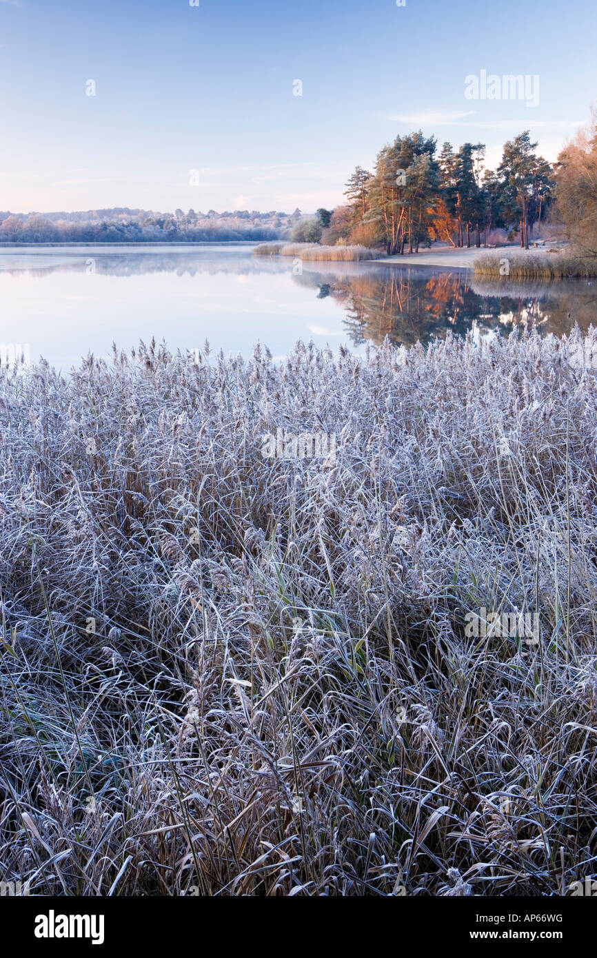 Frensham Little Pond en hiver, Surrey UK Banque D'Images