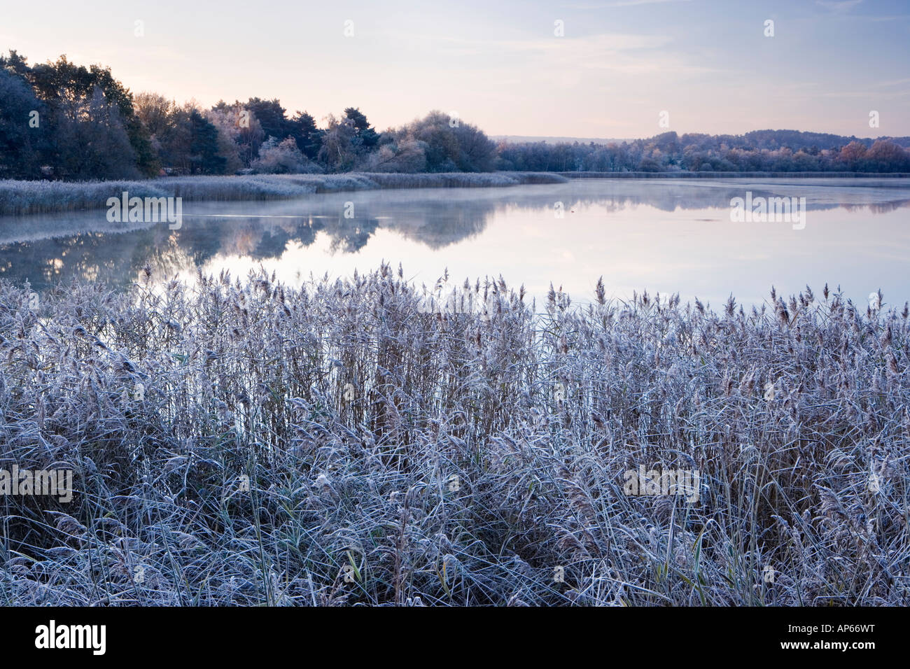Frensham Little Pond en hiver, Surrey UK Banque D'Images