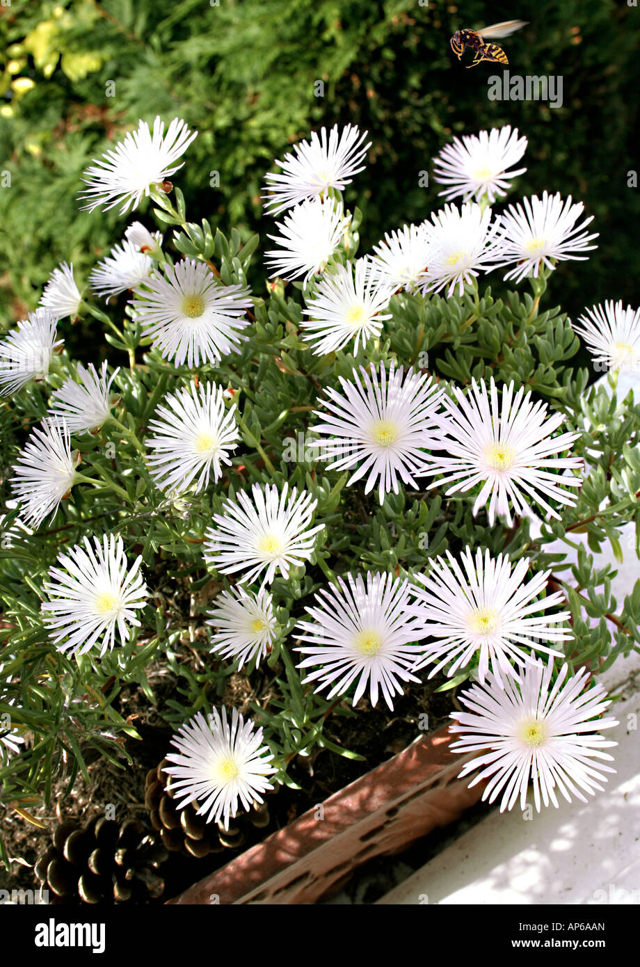 Fleurs succulentes Banque D'Images