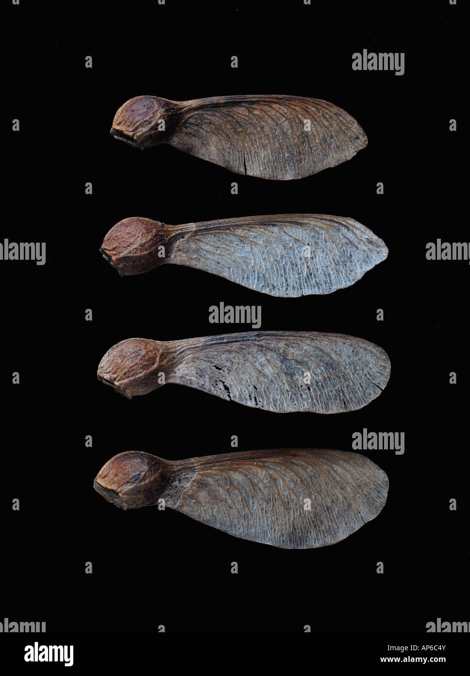 Graines de sycomore Banque D'Images