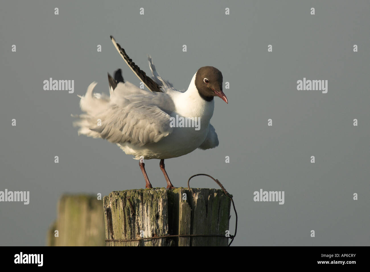 Mouette à tête noire, Larus ridibundus, plumage d'été adultes après le lissage des plumes ébouriffant, Kent, Angleterre. Banque D'Images