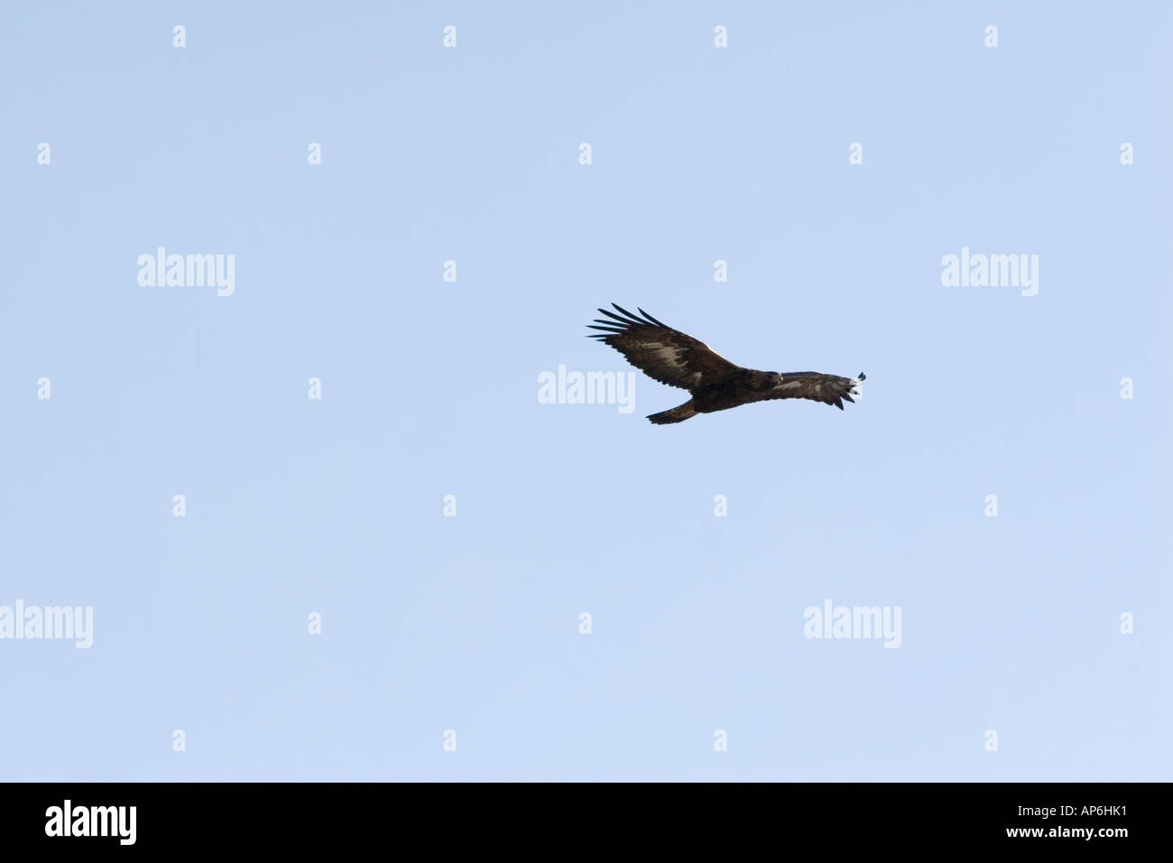 Aigle Royal Aquila Chrysaetos En Vol Photo Stock Alamy