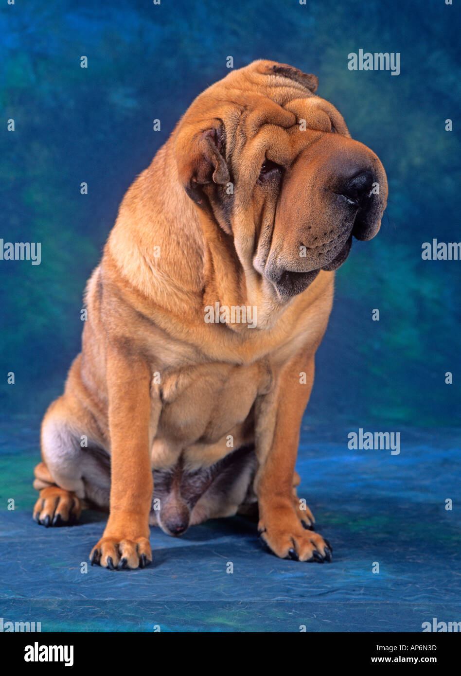 Le portrait de chien Shar PEI Banque D'Images