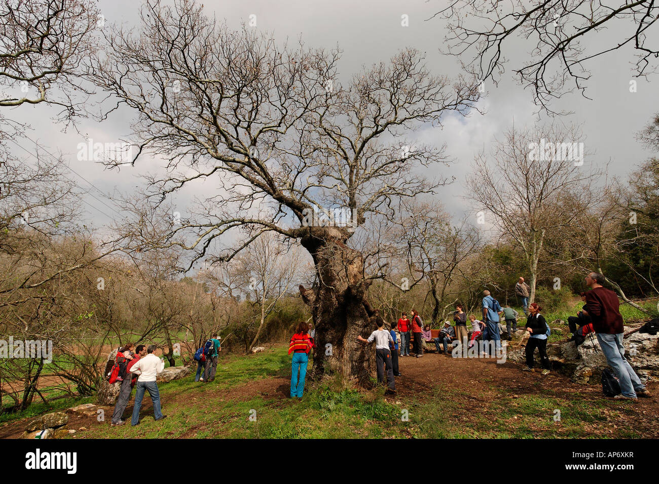 Israël la basse Galilée le Mont Thabor Oak Quercus ithaburensis arbre dans Tivon Banque D'Images