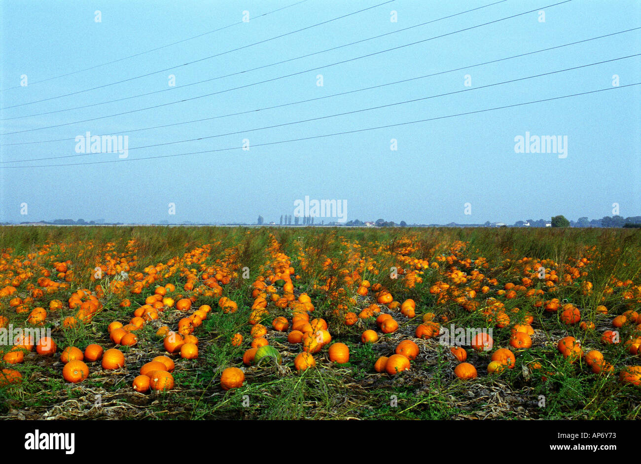 Le David Bowman Ltd Pumpkin Farm Spalding Lincolnshire, plus grosse citrouille ferme en Europe produisant annuellement 2 millions de citrouilles Banque D'Images