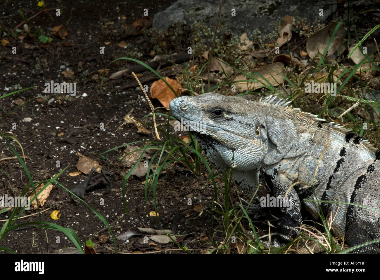 Iguana Banque D'Images