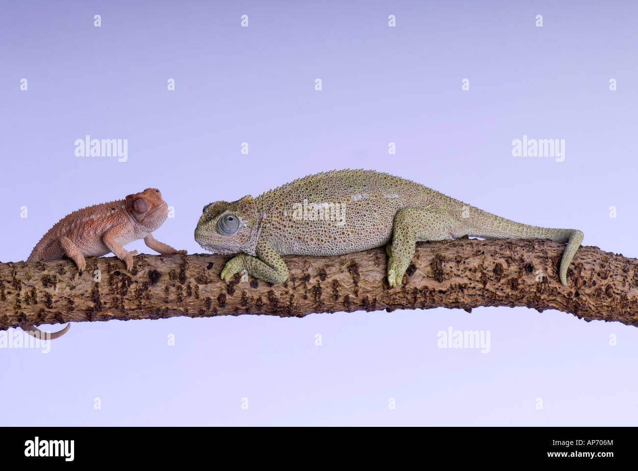 Baby Chameleon Banque D Image Et Photos Page 5 Alamy