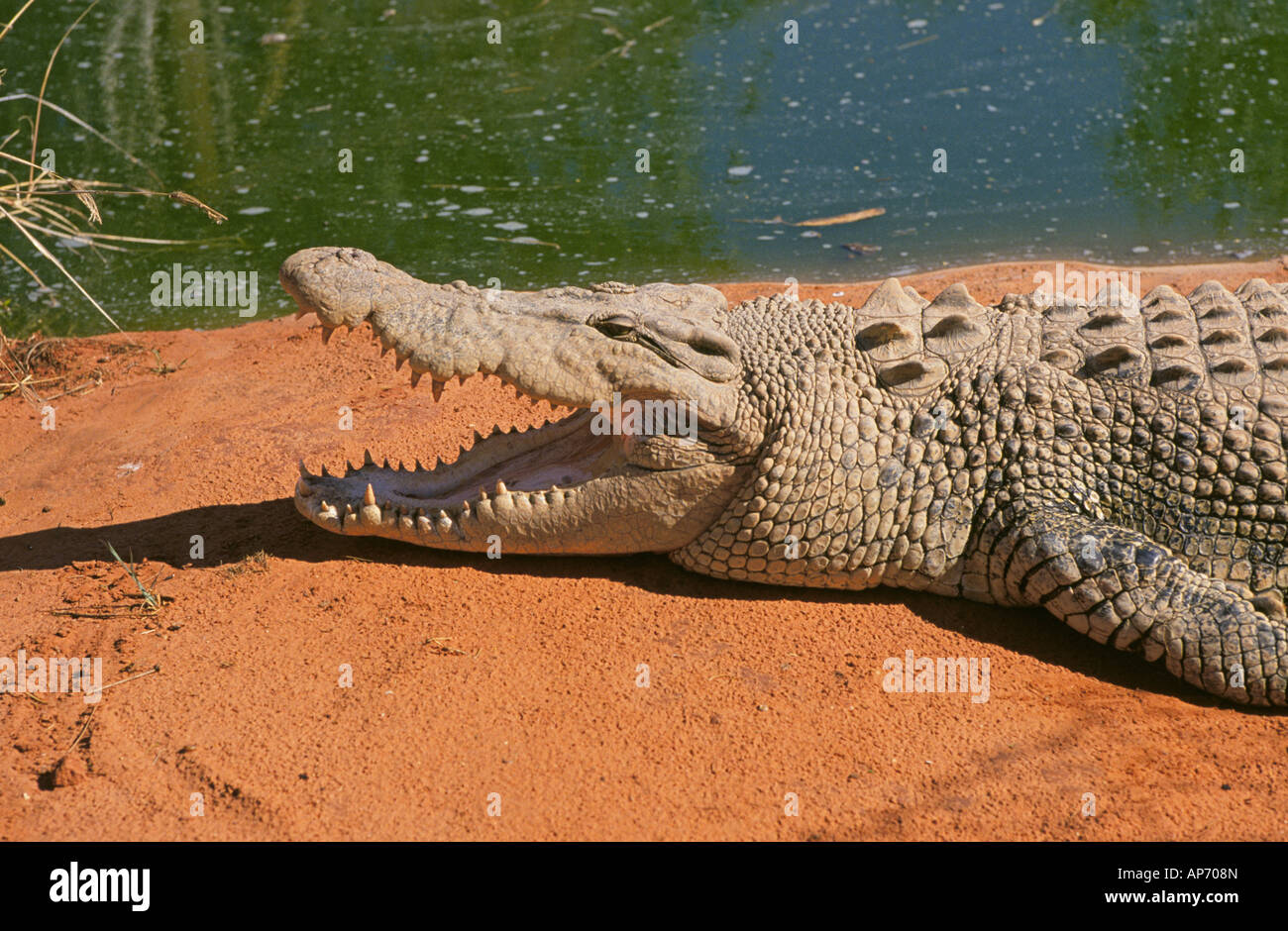 Pacifique Sud AUSTRALIE OUTBACK A saltwater crocodile sur la rive d'un billabong en Australie de l'Ouest Banque D'Images