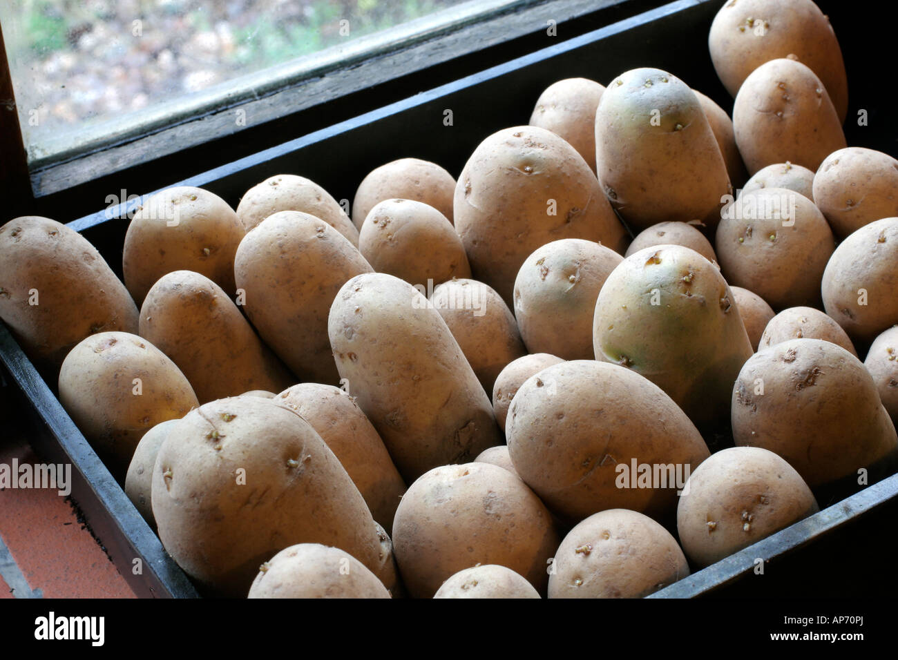 En janvier, les pommes de terre de semence sont mis à chit dans un endroit frais mais fenêtre sans gel Banque D'Images