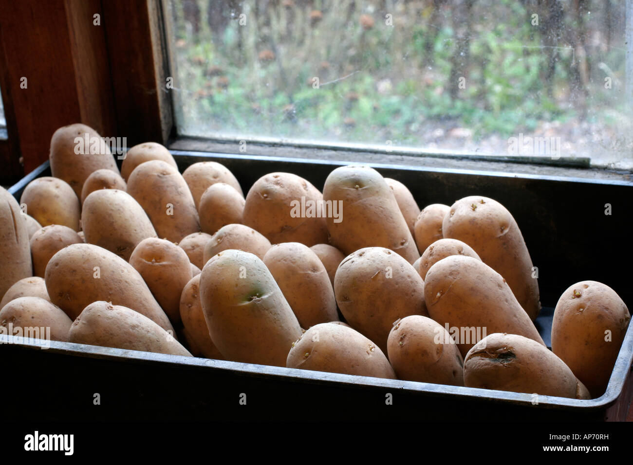 En janvier, les pommes de terre de semence sont mis à chit dans un endroit frais mais fenêtre sans gel Banque D'Images