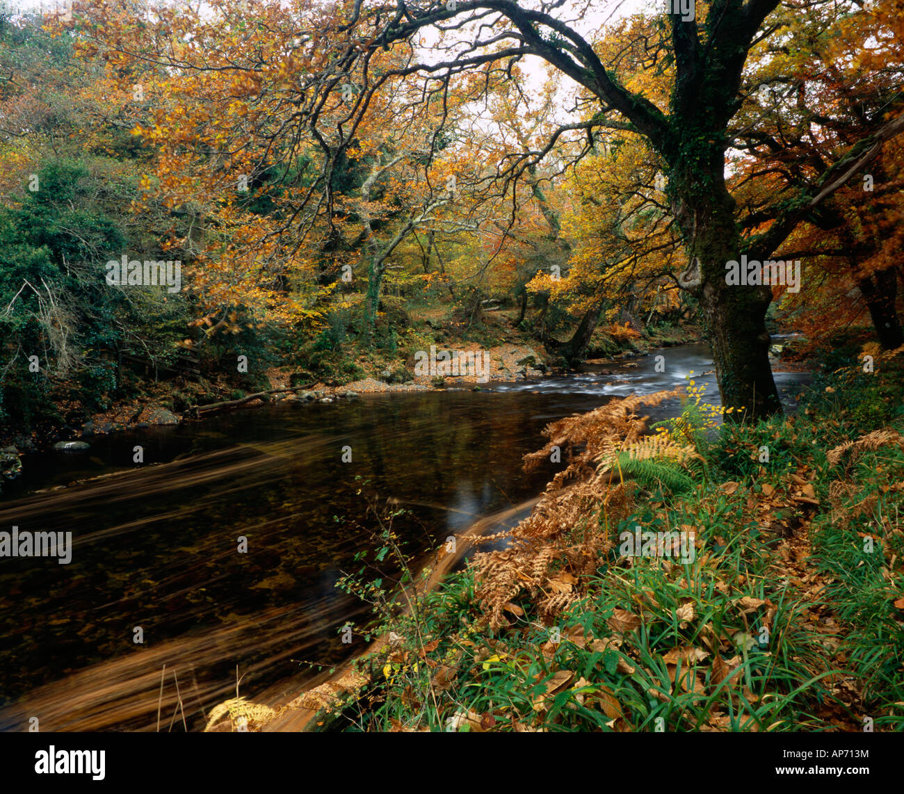 La rivière Dart dans Dartmoor National Park, près du nouveau pont de l'automne. Holne, Devon Banque D'Images