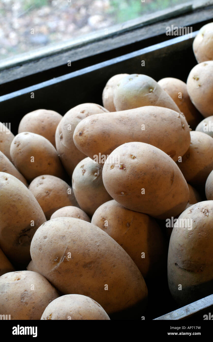 En janvier, les pommes de terre de semence sont mis à chit dans un endroit frais mais fenêtre sans gel Banque D'Images