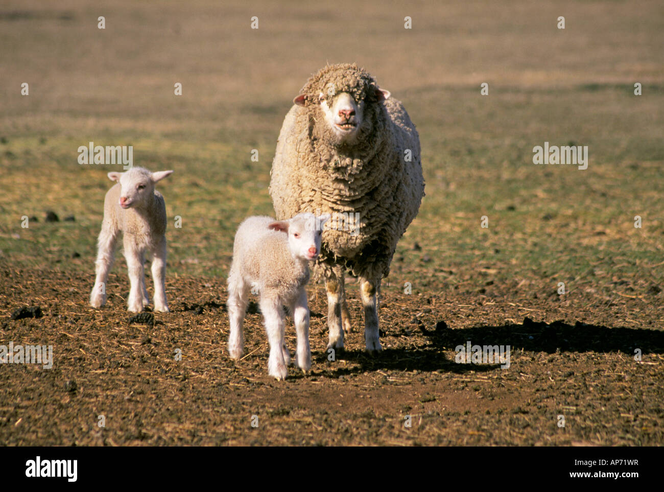 Une brebis Brebis agneaux et deux lits sur une grande station de moutons dans l'Outback de Territoires du Nord Banque D'Images