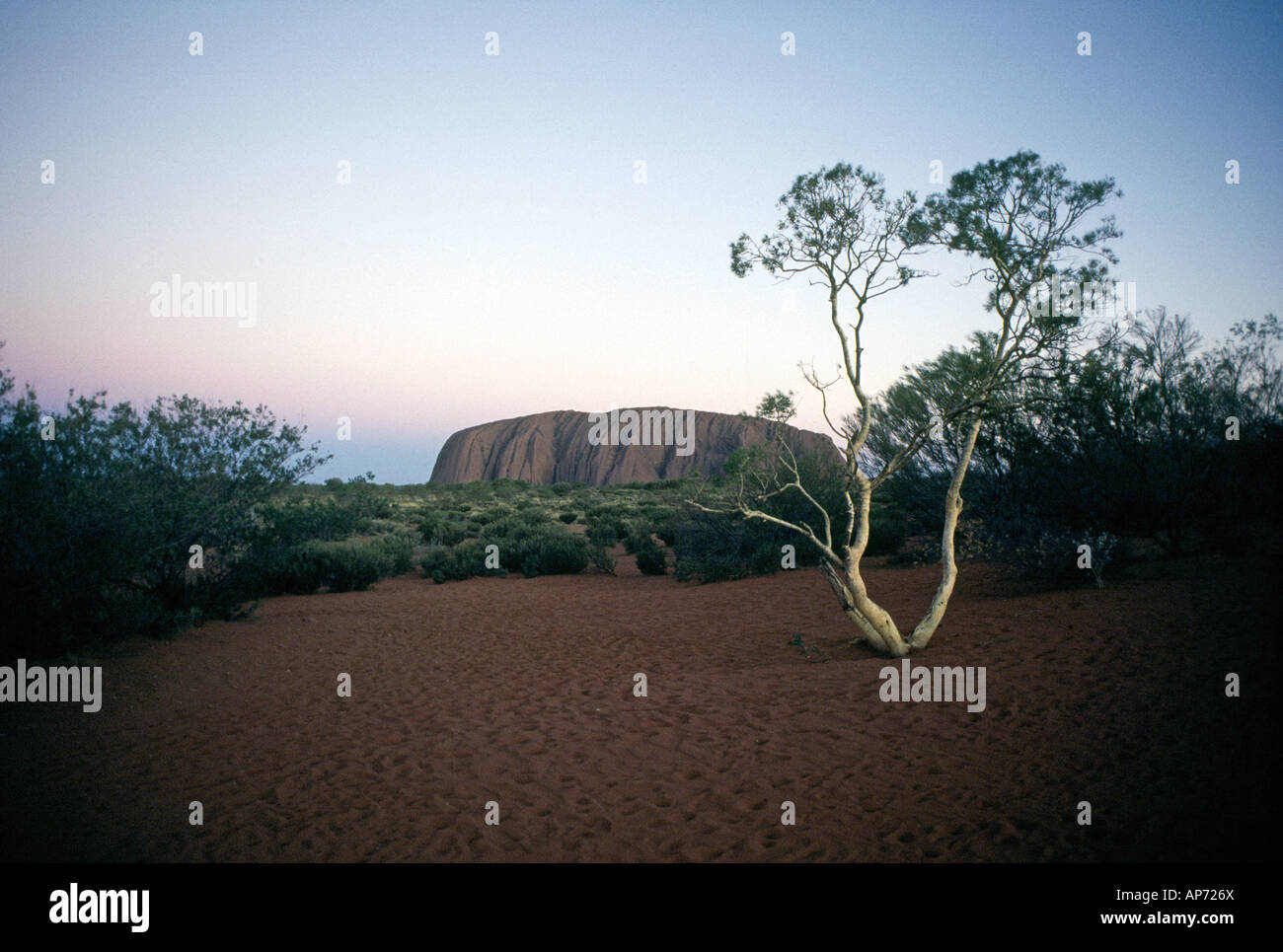 Vue d'Ayers Rock ou Uluru et une gum tree dans l'Outback australien, dans les Territoires du Nord Banque D'Images