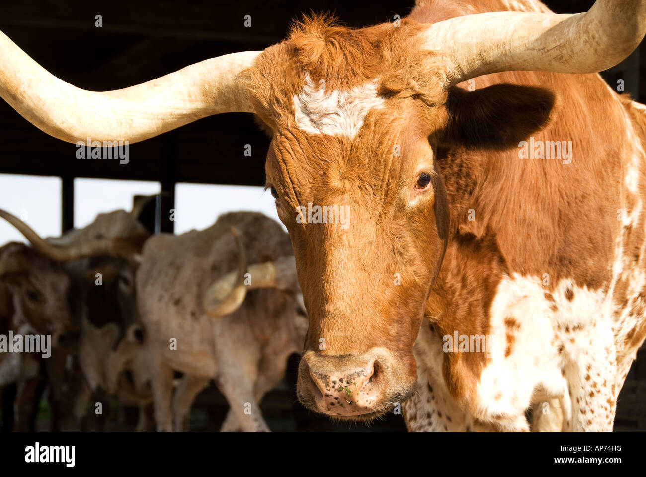 Longhorn vache dans le Fort Worth Texas Stockyards espace historique Banque D'Images