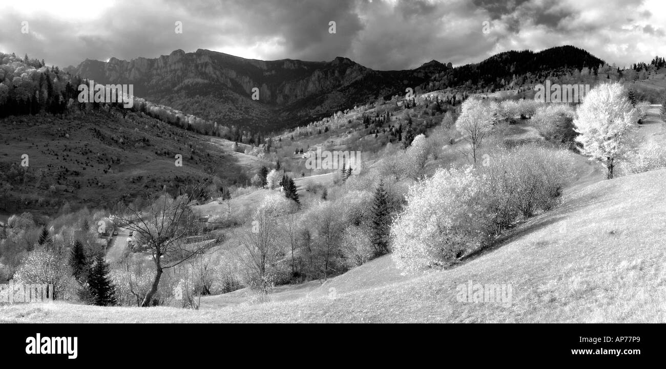 Les arbres des forêts tempérées, noir et blanc, la Moldavie, la Roumanie, l'Europe de l'Est Banque D'Images