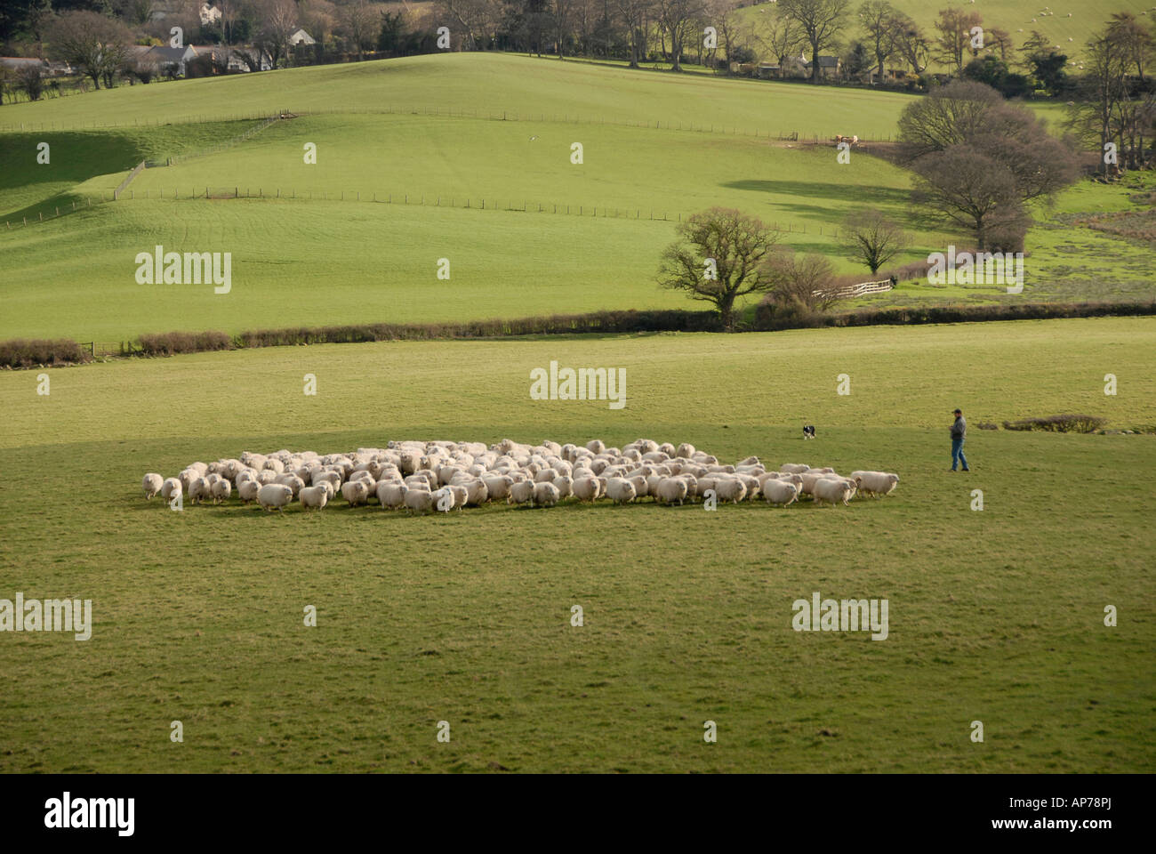 Agriculteur avec chien Déménagement troupeau de moutons Banque D'Images