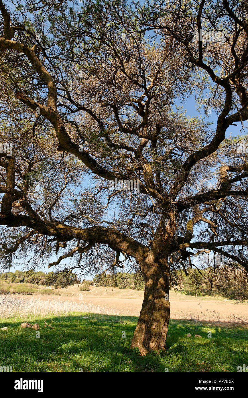 Acacia albida dans les arbres Tel Shimron sur la limite de la vallée de Jezreel et la Basse Galilée Israël Banque D'Images