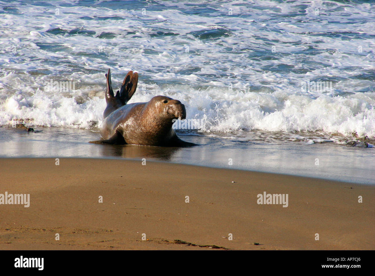 Les éléphants de mer, point piedras blanca, en Californie Banque D'Images