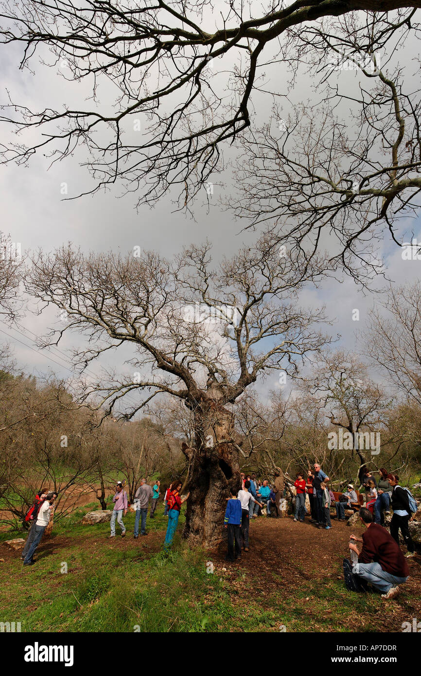 Israël la basse Galilée le Mont Thabor Oak Quercus ithaburensis arbre dans Tivon Banque D'Images