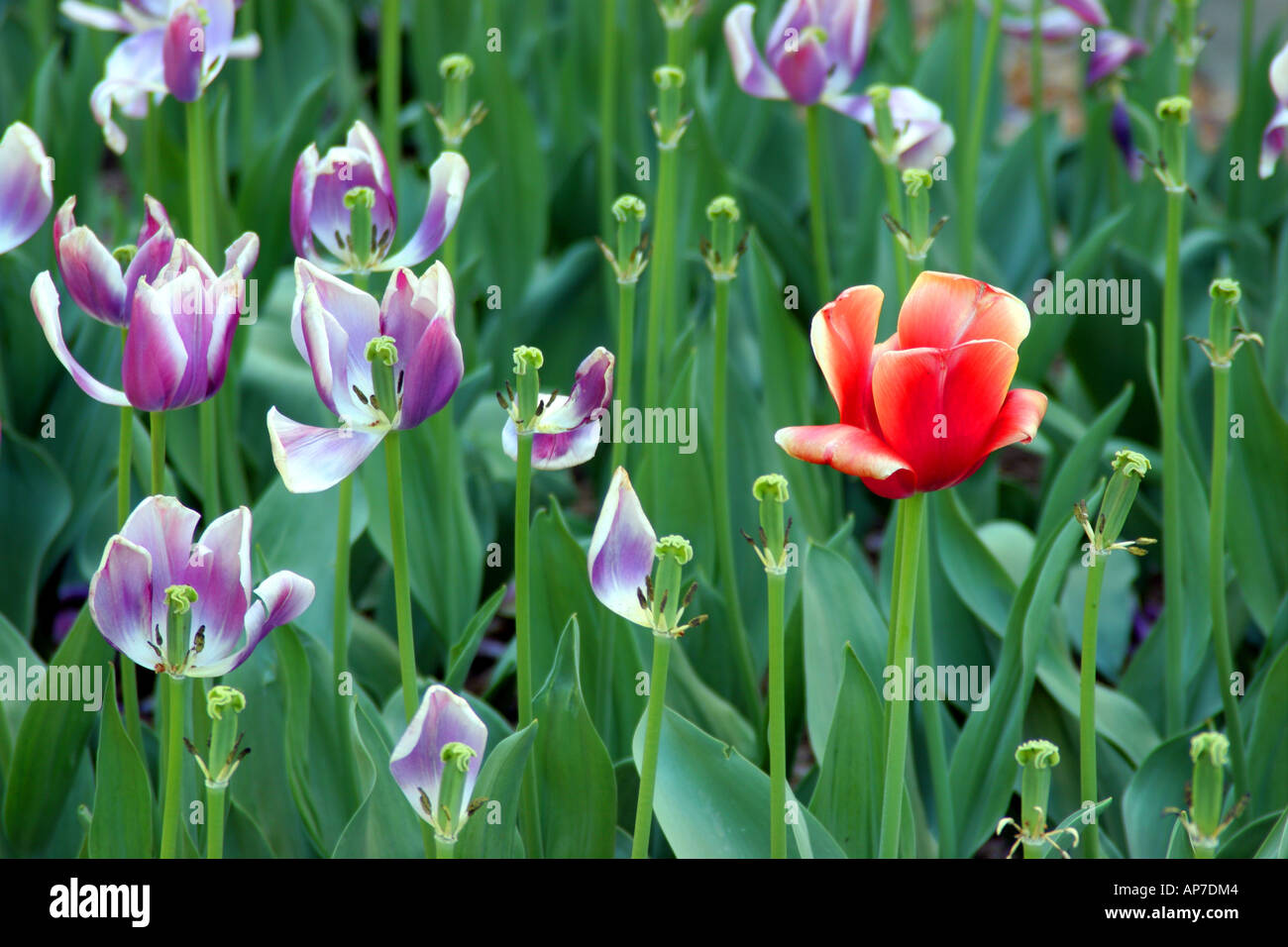 Les tulipes, le cimetière national d'Arlington Banque D'Images