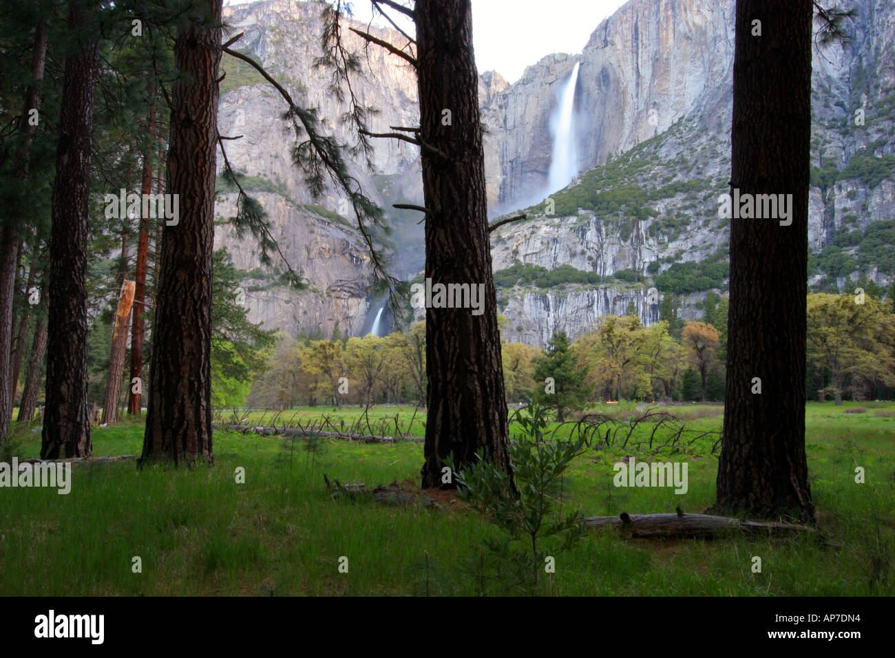 Yosemite falls et woods, Yosemite National Park Banque D'Images