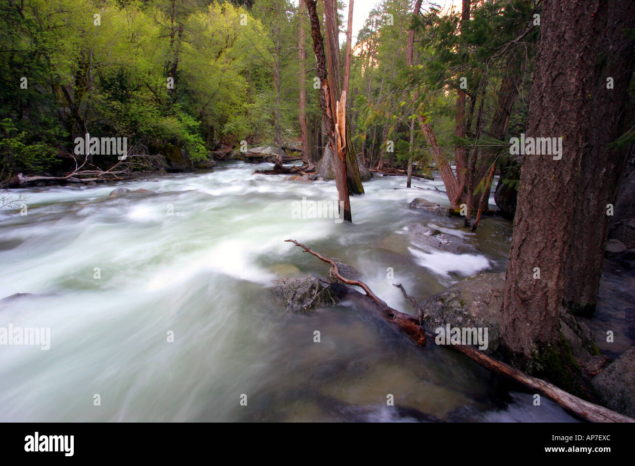 La rivière Merced, Yosemite National Park Banque D'Images