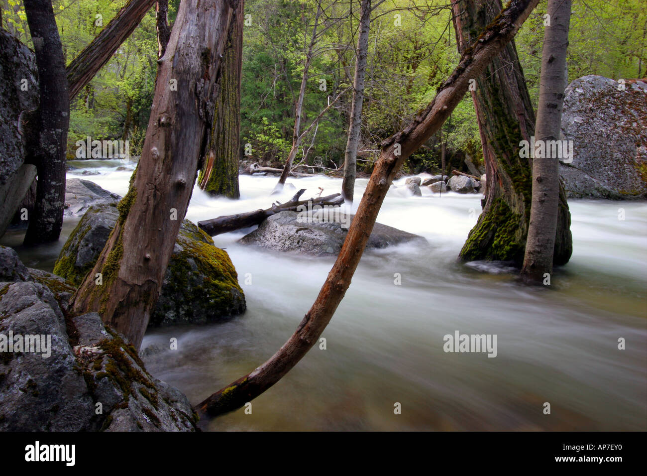 La rivière Merced, Yosemite National Park Banque D'Images