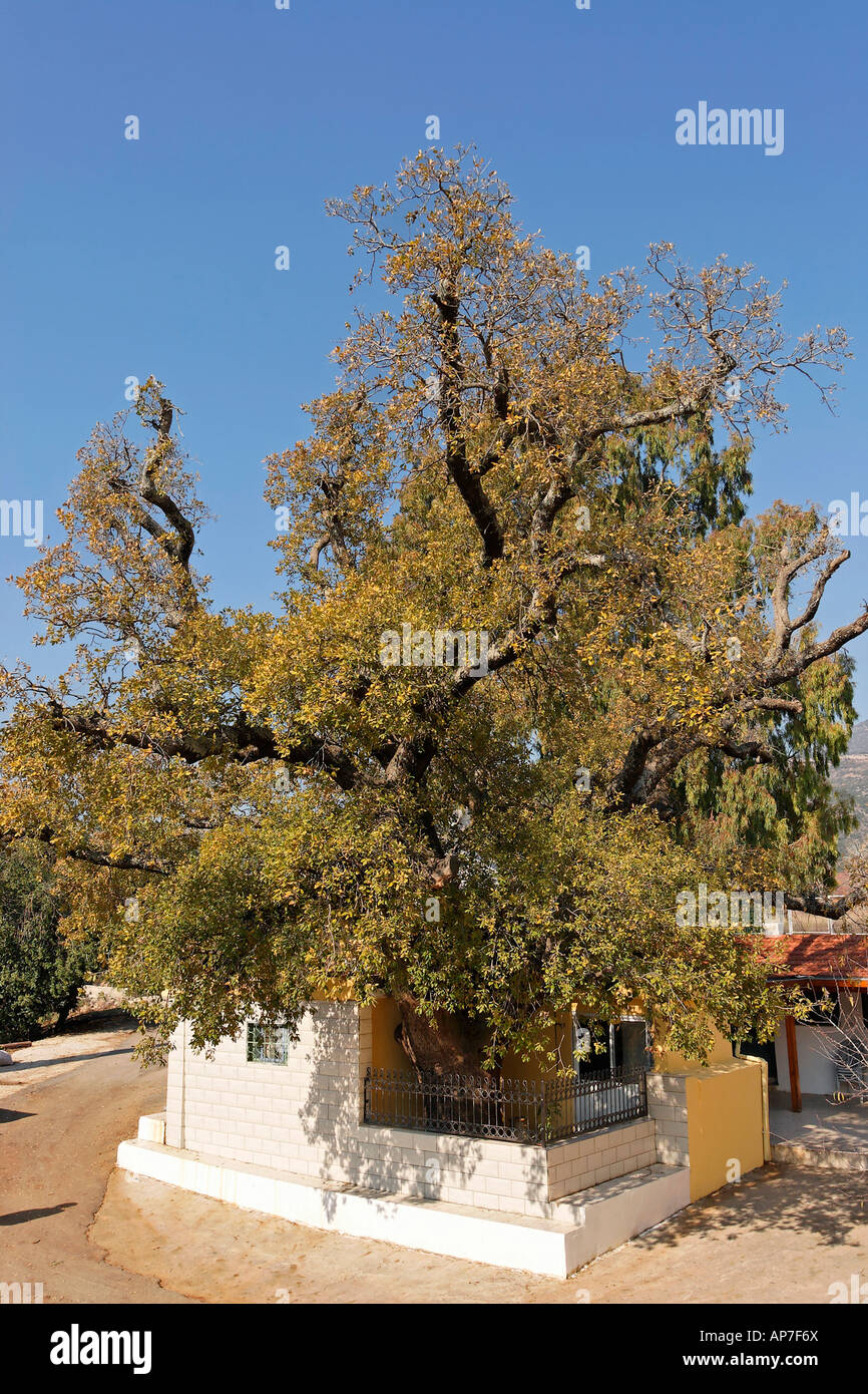 Le Mont Thabor Oak tree à Sheikh Ibrahim tombe dans les hauteurs du Golan de Banias Banque D'Images