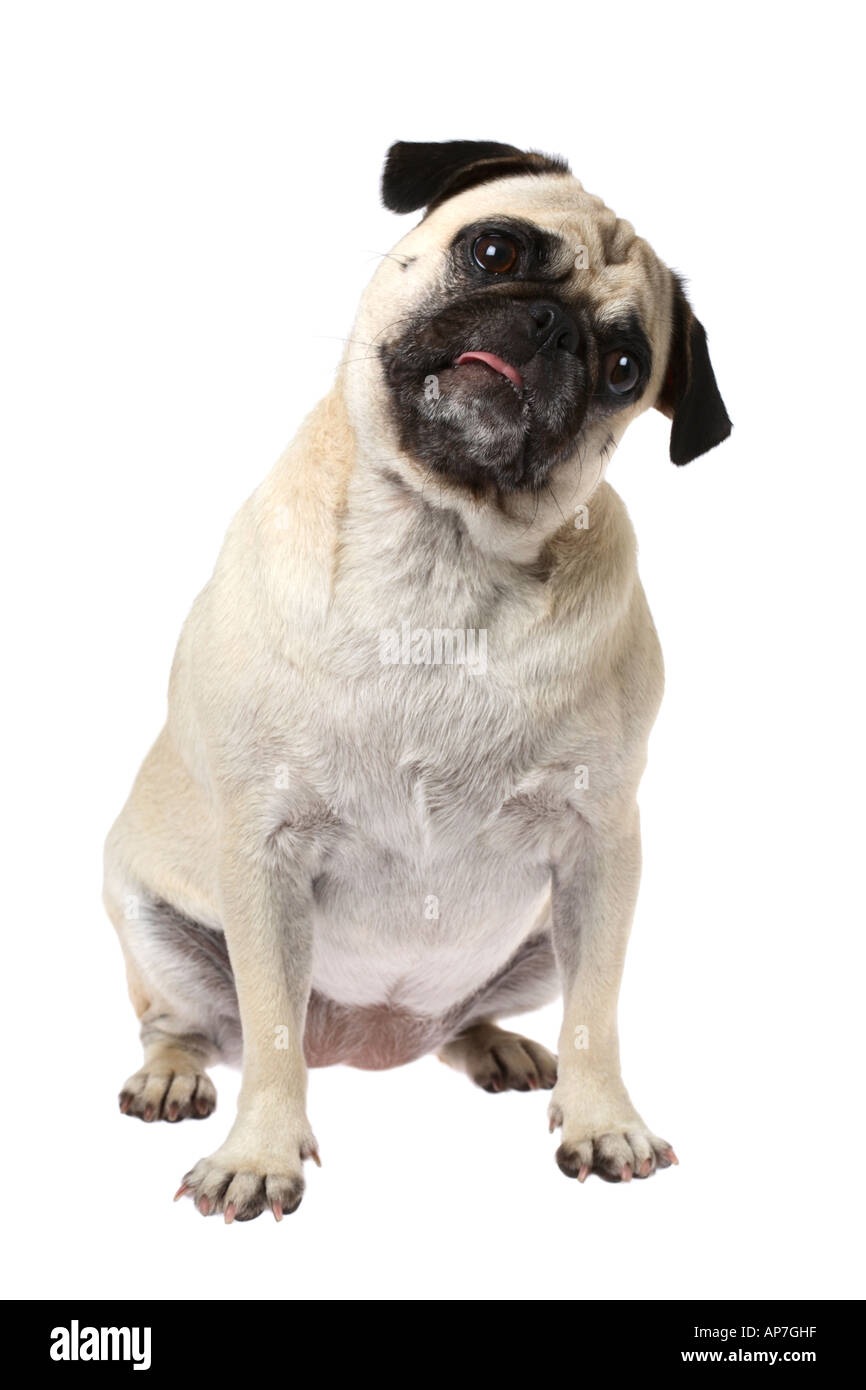 Le PUG dog à curieux Banque D'Images