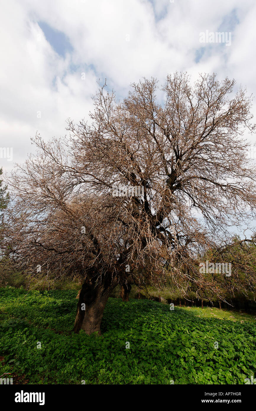 Israël Menashe Heights Mont Tabor Chêne Ithaburensis Qyercus à tel arbre Alonim Banque D'Images