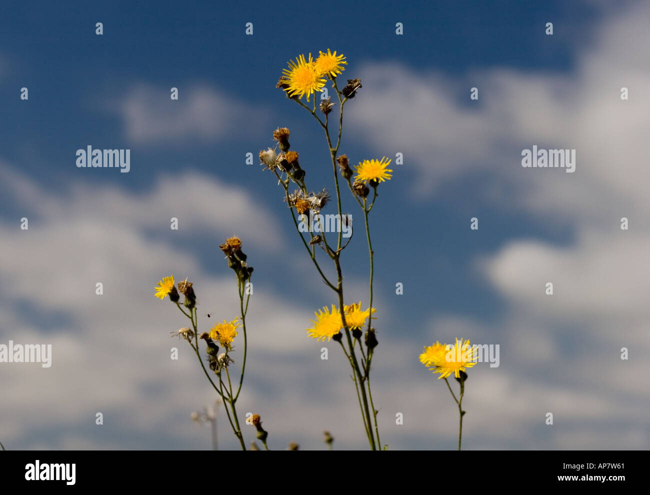 Le laiteron piquant jaune et bleu ciel. Sonchus Asper Banque D'Images