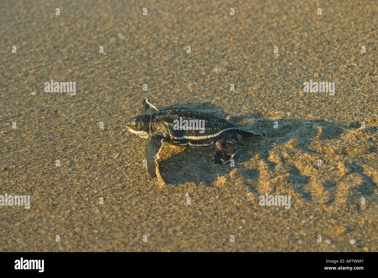 Tortue luth hatchling Banque D'Images