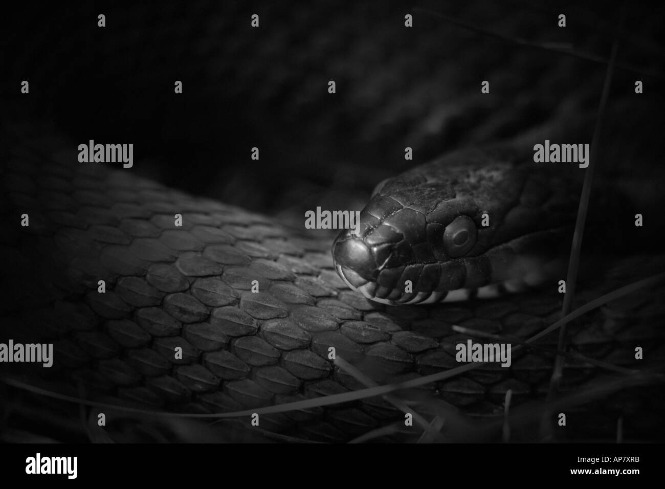 Couleuvre d'eau Nerodia sipedon rock island state park wisconsin stock photo 1681228 mots-clés serpent d'eau Nerodia sipedon Banque D'Images