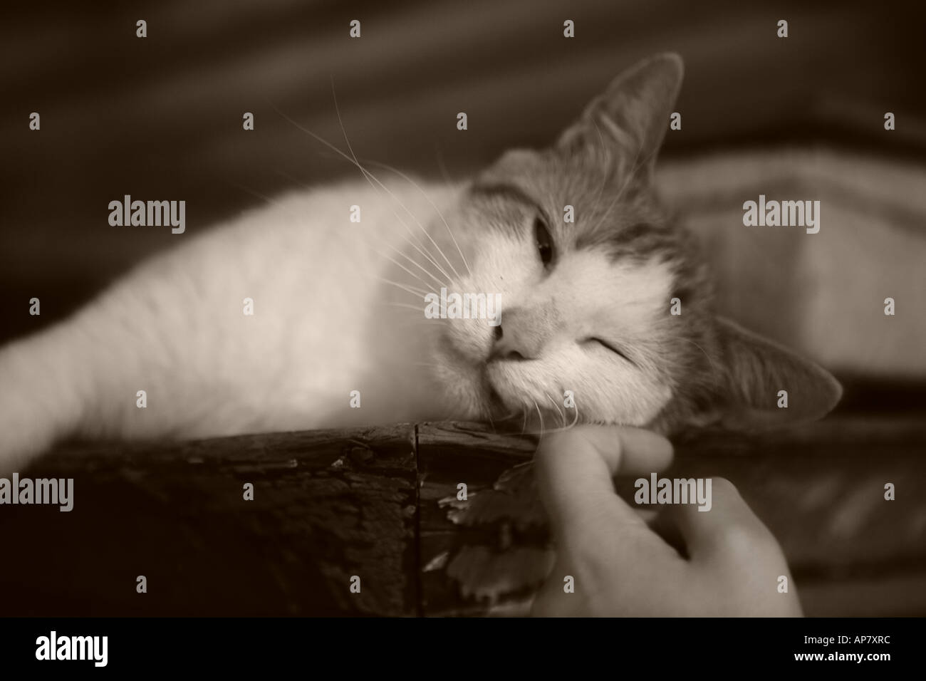 Chat heureux et une main humaine stock photo 1691241 connexions purr purr kitty cat mots-clés plaisir félin ronronnant affection c Banque D'Images