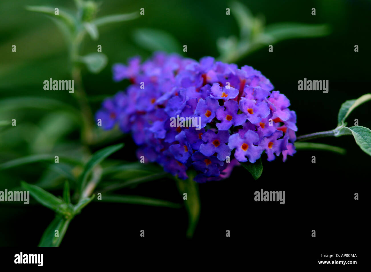 Arbre Aux Papillons Nanho Blue Buddleja Davidii Loganiaceae