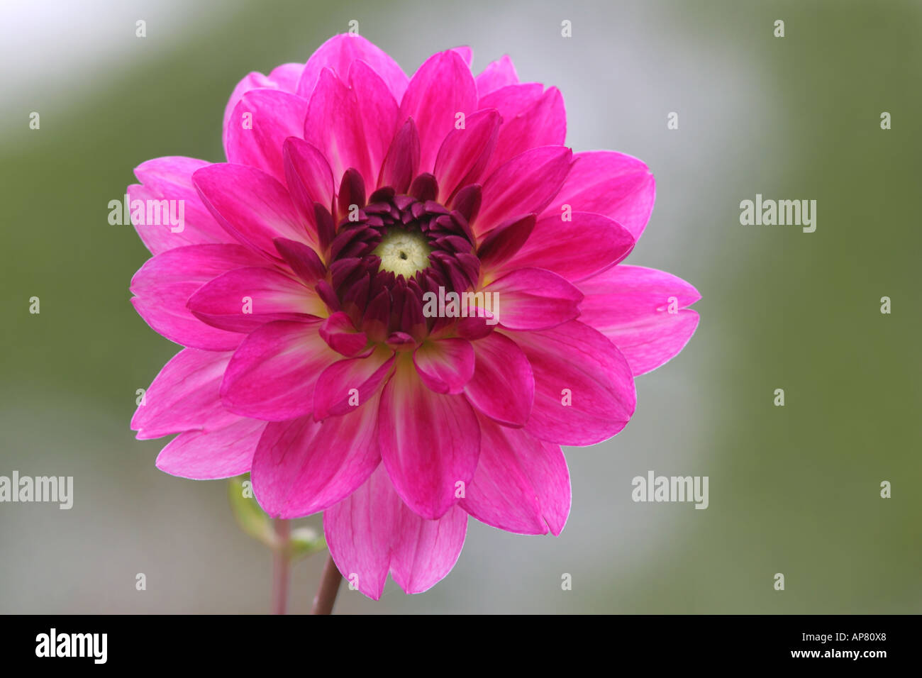 Dahlia Dahlia fleur hybride rose x hybrida p Mots-clés dahlia dahlia pink flower flowers blossom close up stock photo amp Banque D'Images