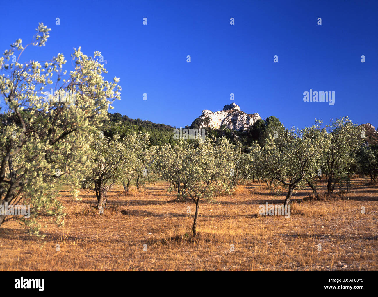 Olive Grove près de St Rémy de Provence Alpilles avec montagnes en arrière-plan Bouches-du-Rhône Provence France Banque D'Images